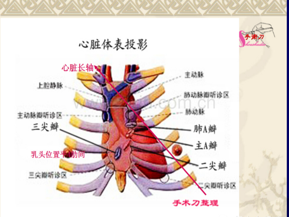 心脏彩超技巧ppt课件.pptx_第3页