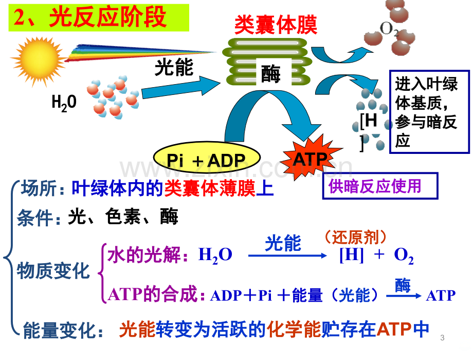 《能量之源——光与光合作用》PPT课件.ppt_第3页