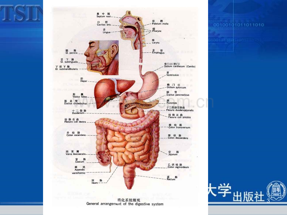 《人体解剖学》消化系统.ppt_第3页