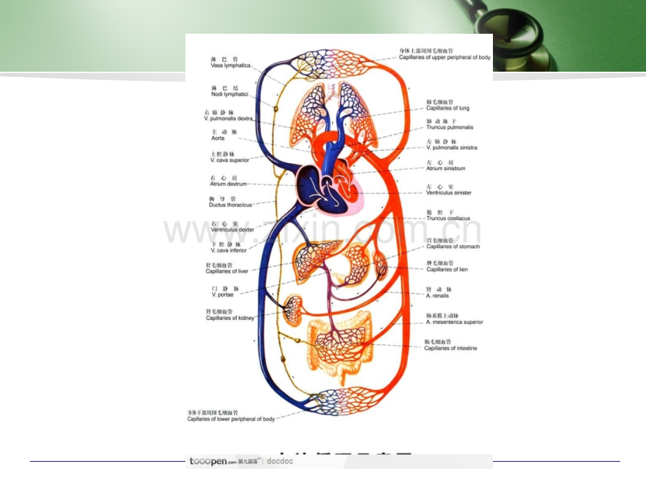 心血管手术麻醉.ppt_第2页