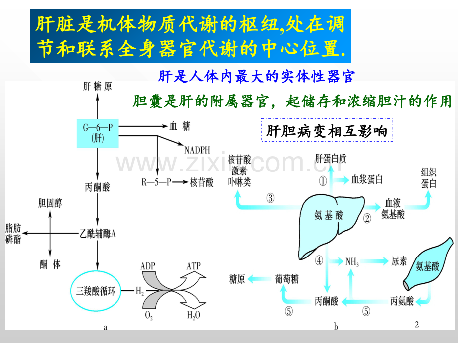 12章肝胆生化-yinPPT课件.ppt_第2页