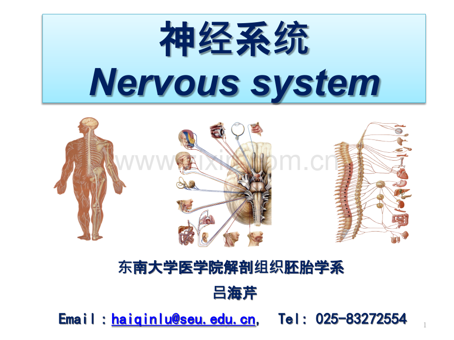 神经系统总论和脊髓ppt课件.pptx_第1页