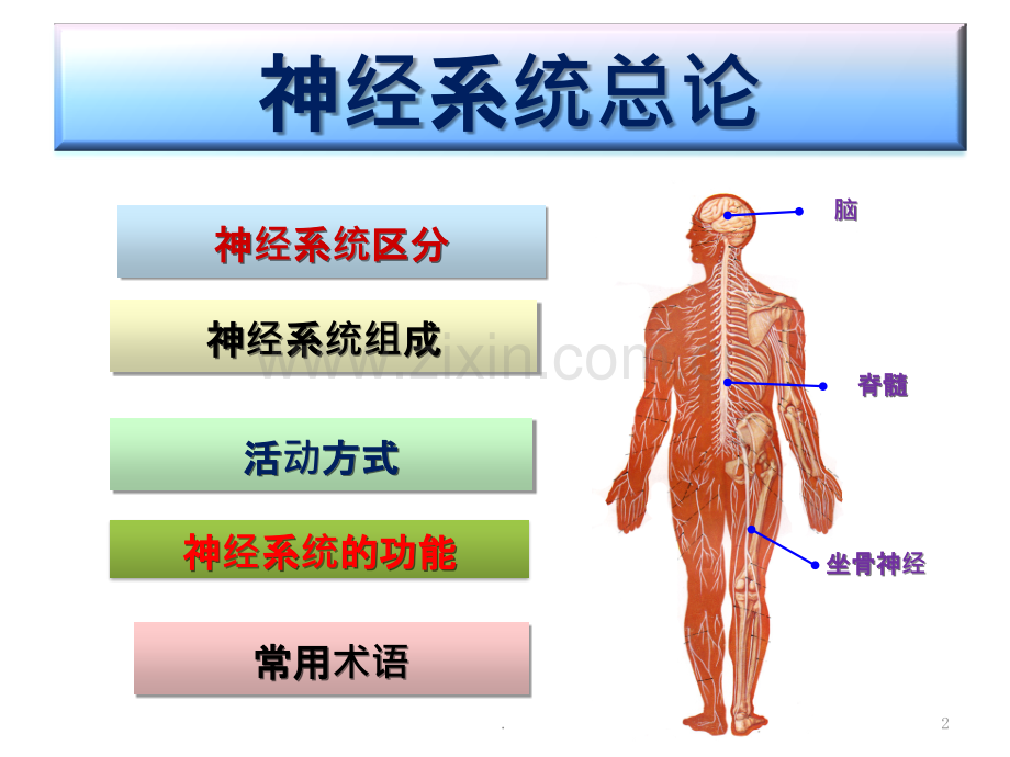 神经系统总论和脊髓ppt课件.pptx_第2页