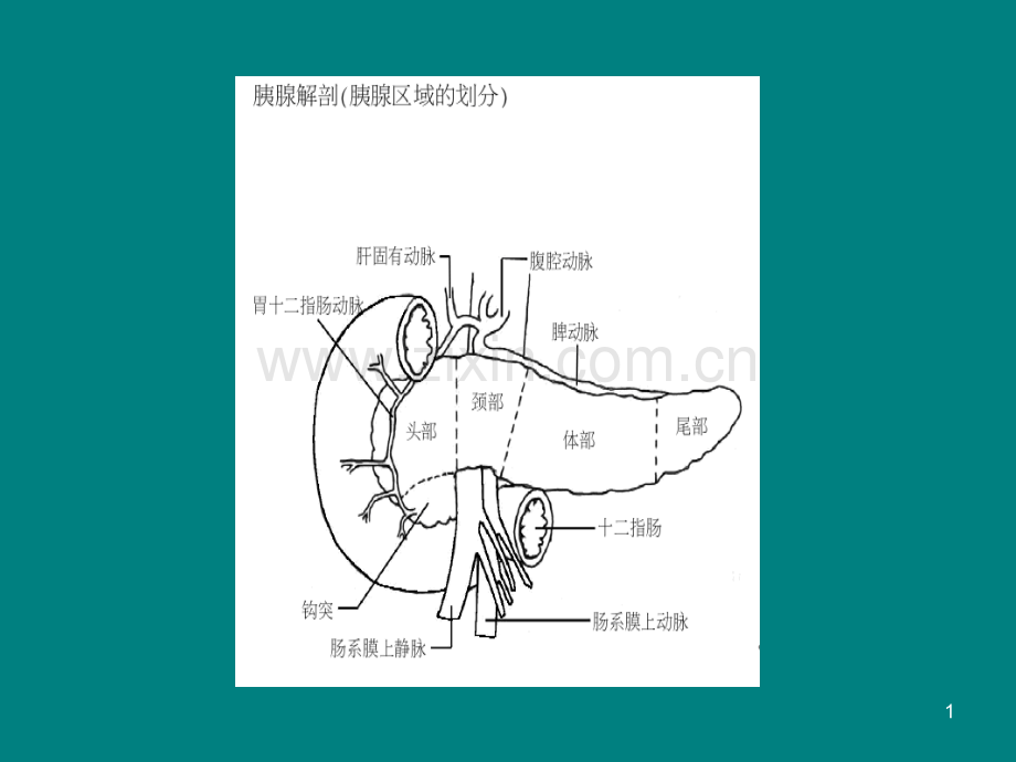 胰腺B超解剖PPT课件.ppt_第1页