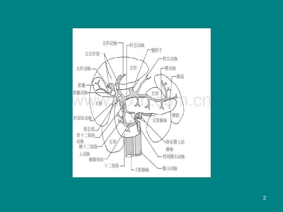 胰腺B超解剖PPT课件.ppt_第2页