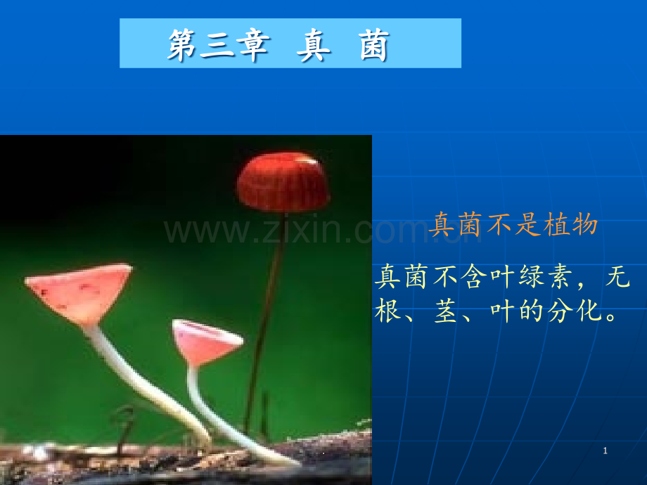 真--菌PPT课件.ppt_第1页