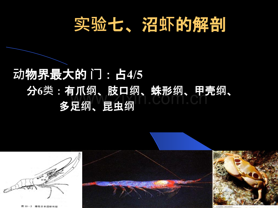 动物学实验教案7沼虾解剖ppt课件.ppt_第1页