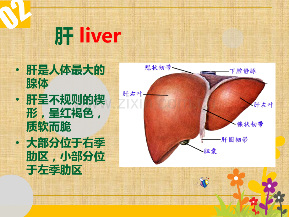 肝的组织结构和功能.ppt_第2页