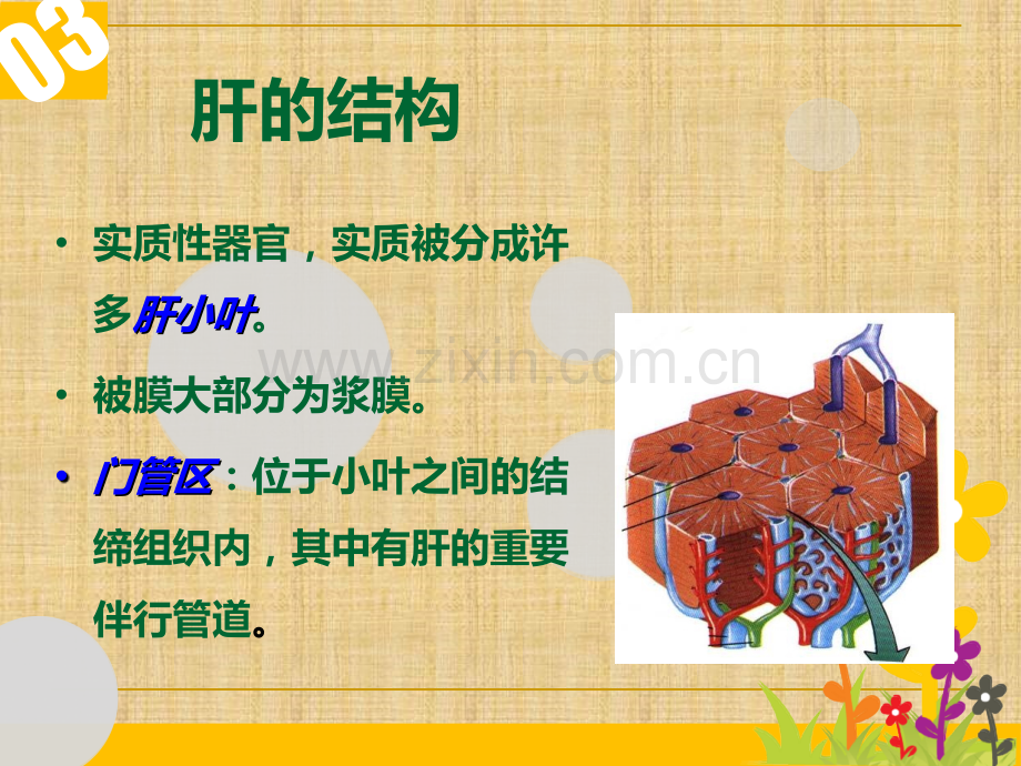 肝的组织结构和功能.ppt_第3页