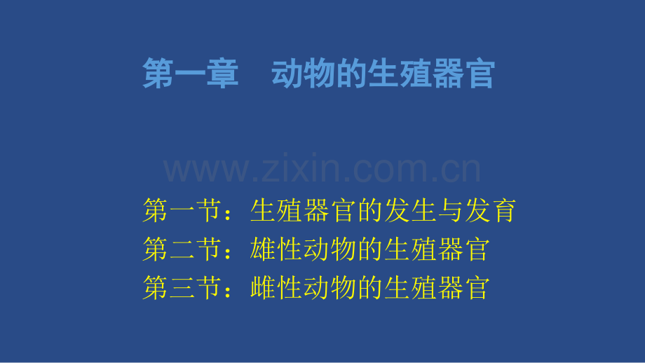 动物生殖器官.ppt_第2页