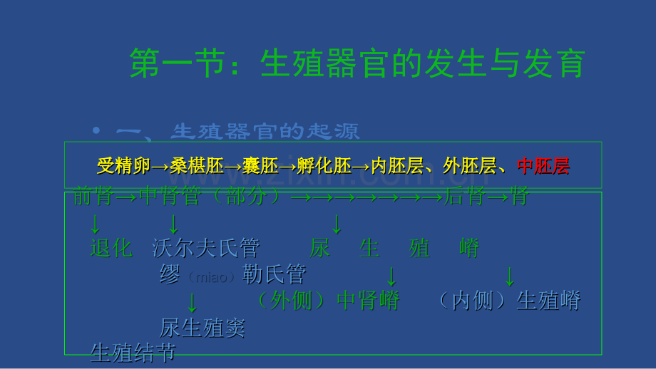 动物生殖器官.ppt_第3页