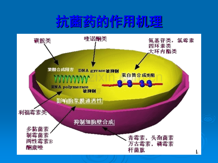 呼吸科常用药物知识ppt课件.pptx_第2页