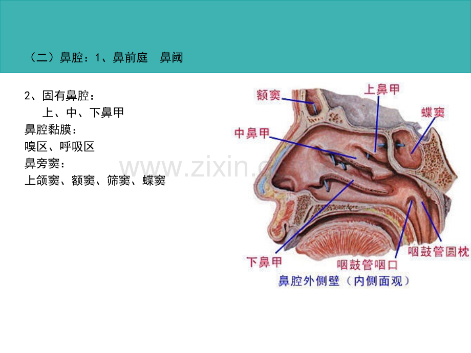 鼻和耳的健康.ppt_第2页