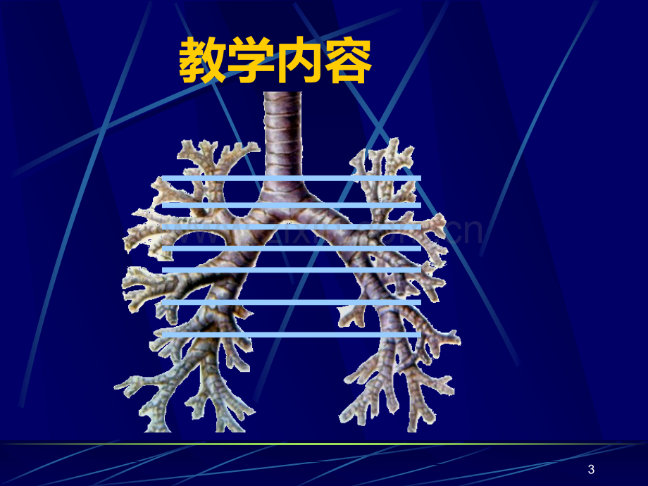 CT肺窗解剖PPT课件.ppt_第3页