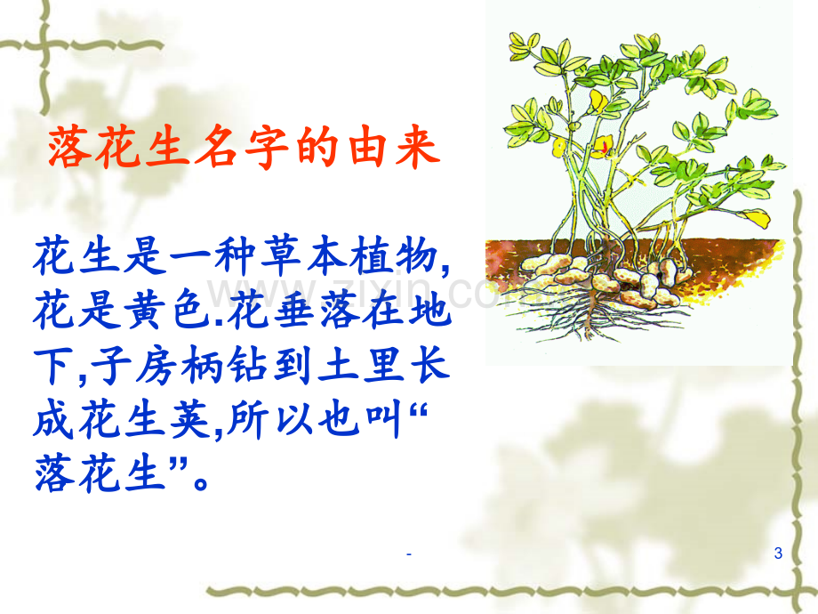 15--落花生PPT课件.ppt_第3页