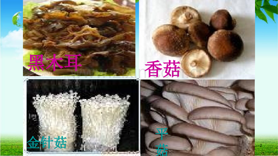 真菌和病毒.ppt_第2页