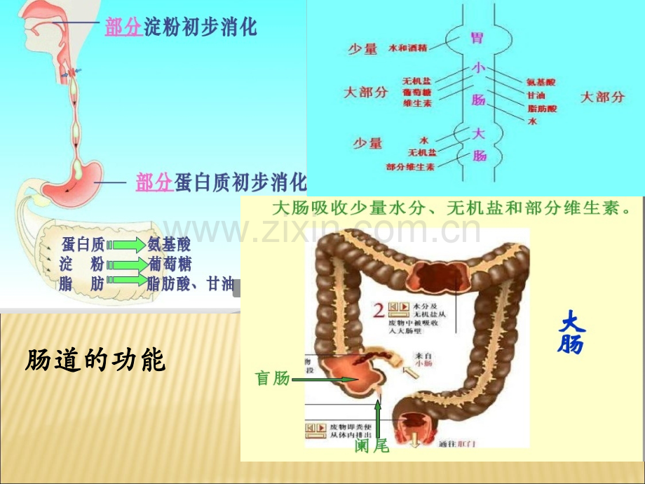 肠梗阻的治疗PPT.ppt_第3页