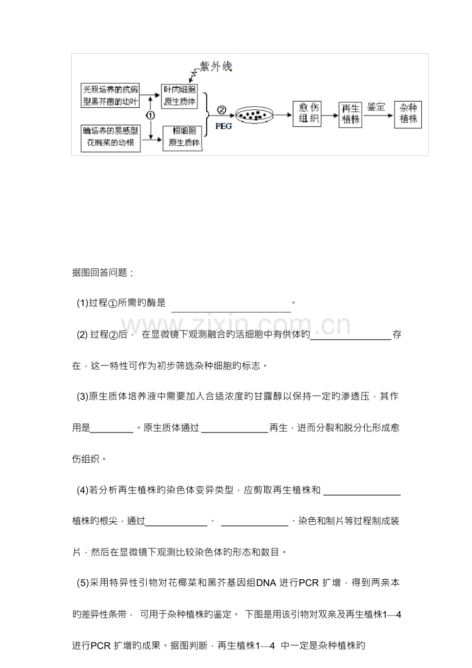 2023年高三生物选修现代生物科技专题高考真题汇编习题及答案.docx_第3页