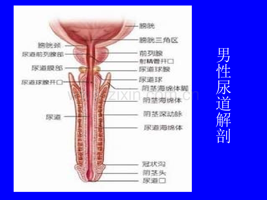 导尿术注意的一些细节.pptx_第3页