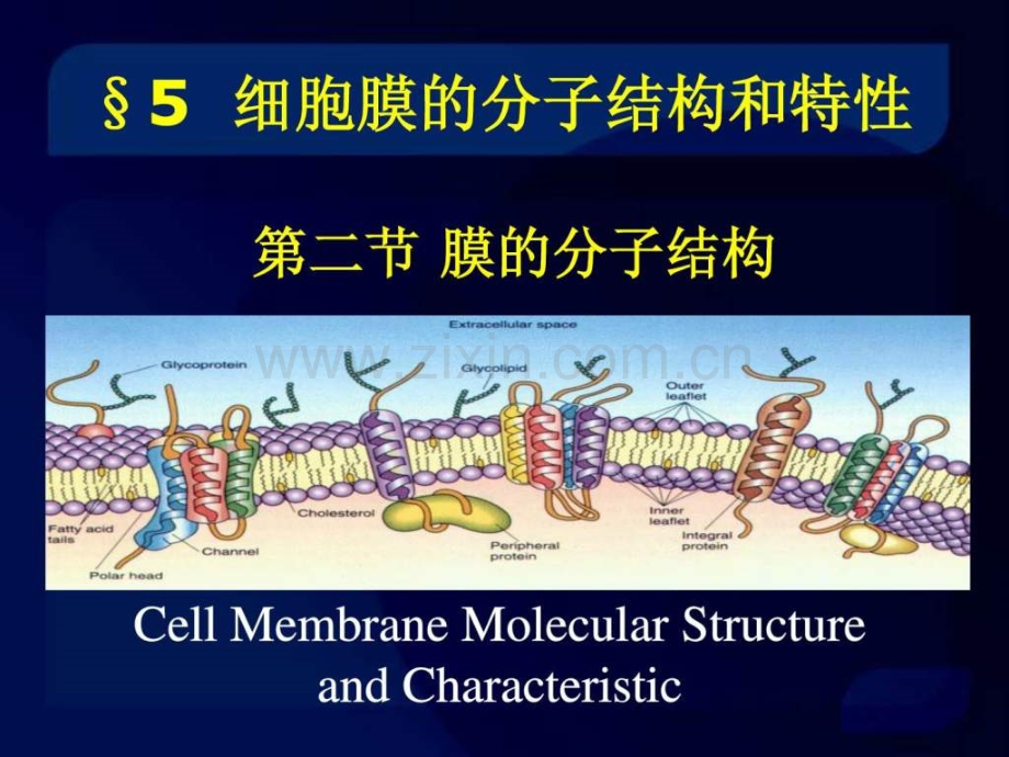 细胞生物学细胞膜和物质运输.pptx_第1页