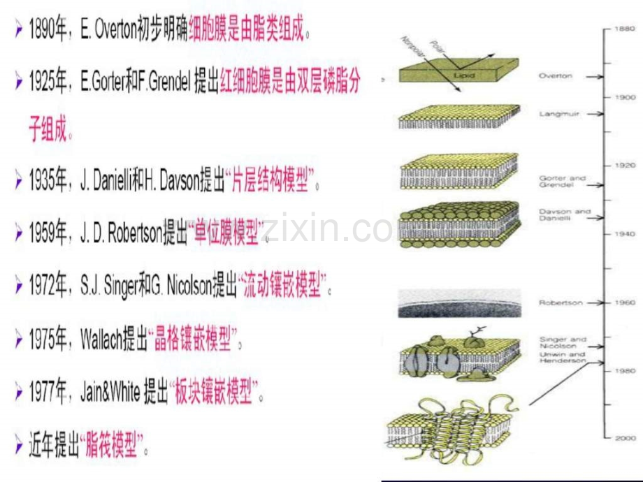 细胞生物学细胞膜和物质运输.pptx_第2页