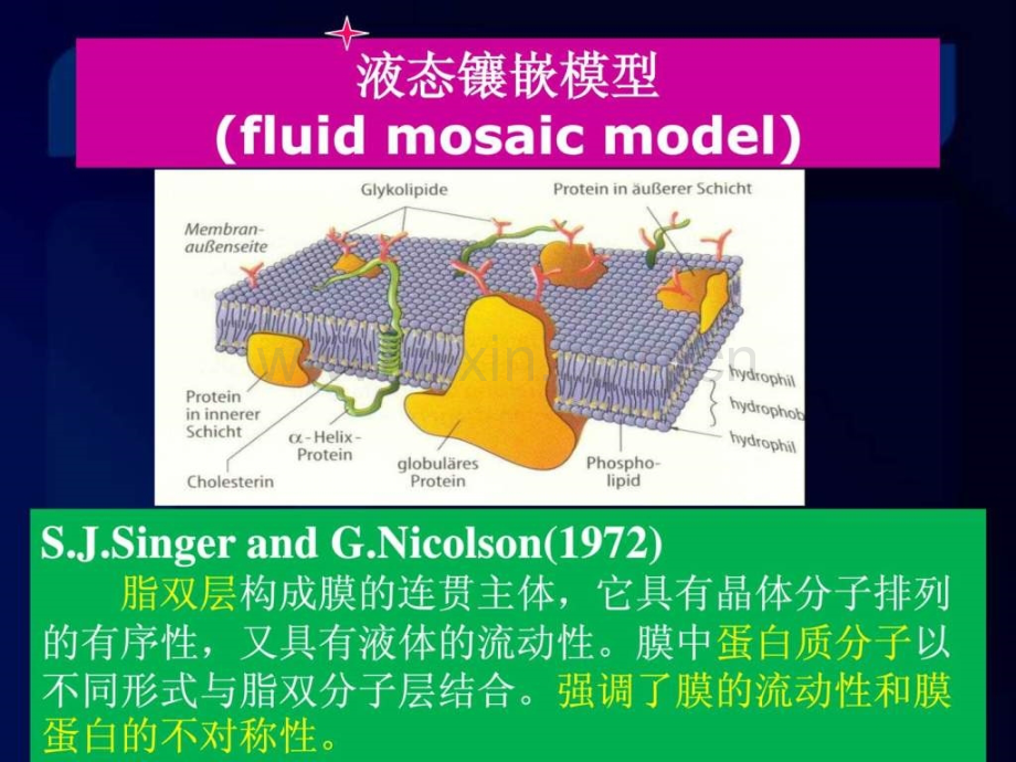 细胞生物学细胞膜和物质运输.pptx_第3页