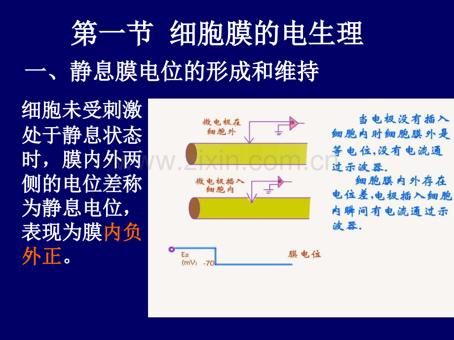 细胞的基本机能.pptx_第2页