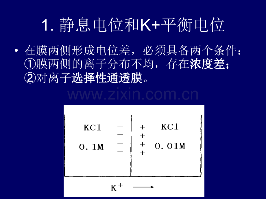 细胞的基本机能.pptx_第3页