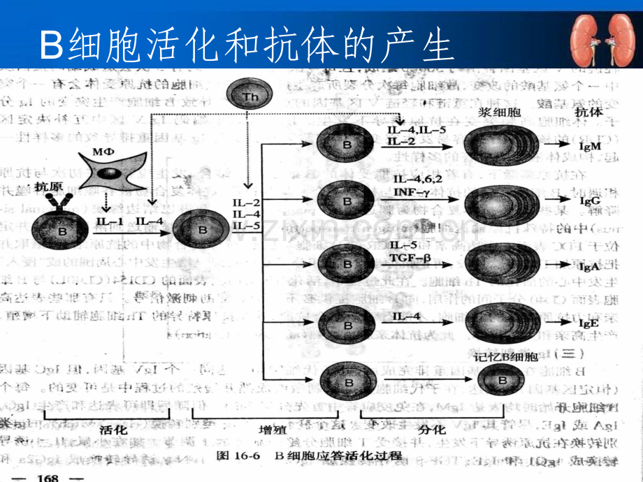 临床常用免疫学检查讲课用1.pptx_第2页