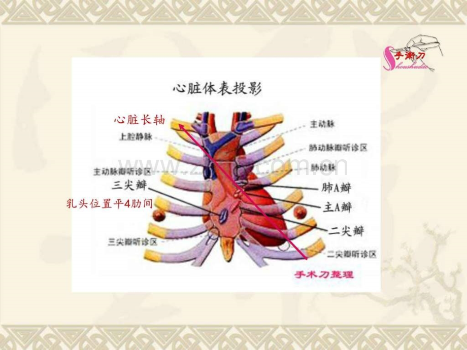 心脏超声常规切面及手法操作.pptx_第3页