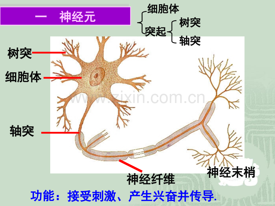 人体神经调节结构基础和调节过程高中生物苏教版必修3稳定与环境1231.pptx_第2页