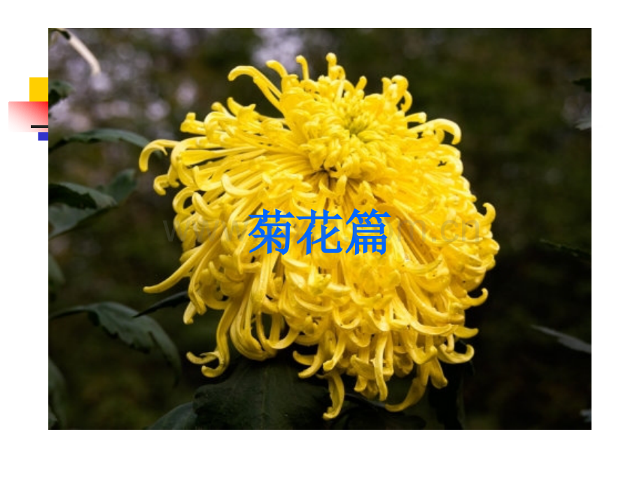 诗歌鉴赏之菊花意象.pptx_第1页