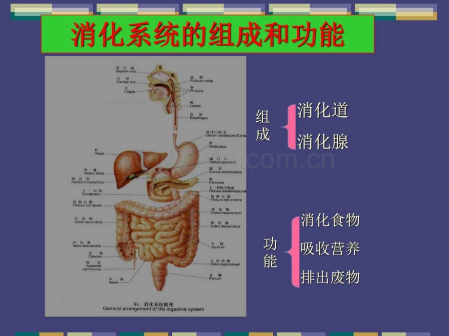 精编完整版消化系统常见疾病图文版.pptx_第1页