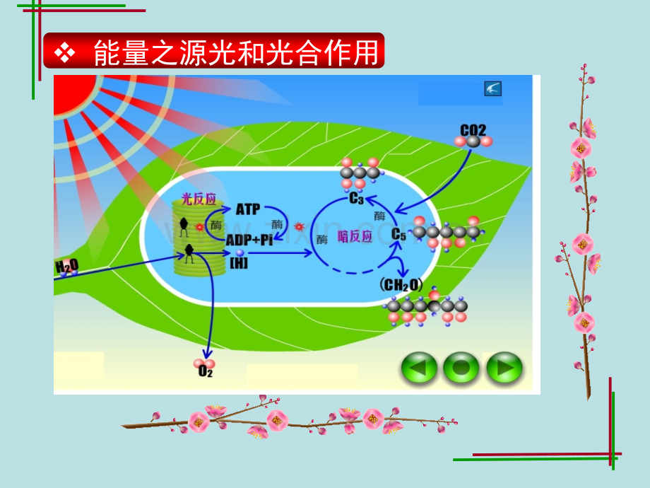 光照强度和二氧化碳浓度.pptx_第1页