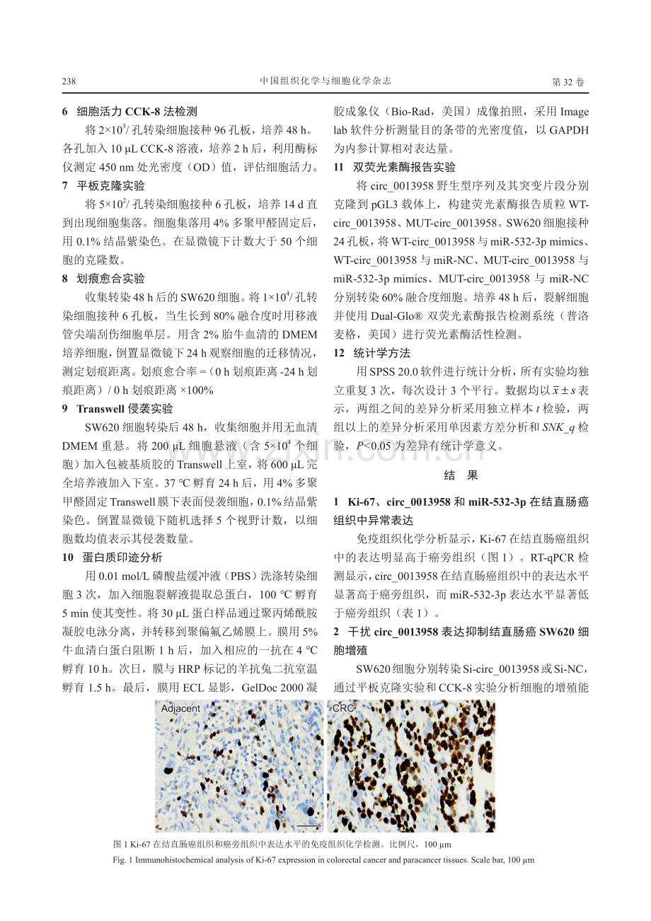 circ_0013958靶向miR-532-3p调控结直肠癌细胞增殖迁移侵袭.pdf_第3页