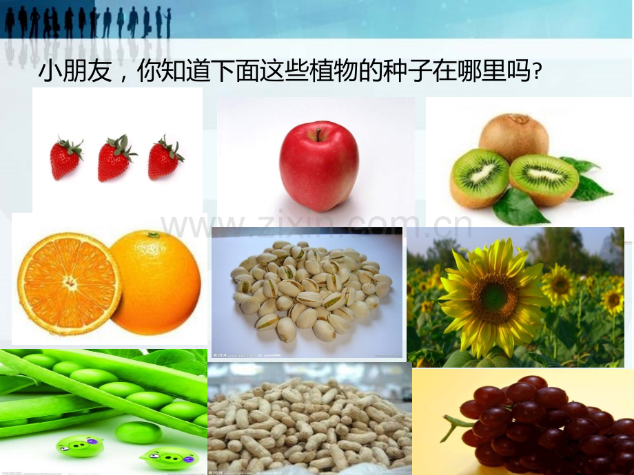 大班科学活动种子藏在哪里.pptx_第2页