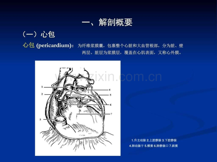 心脏彩超操作1.pptx_第3页