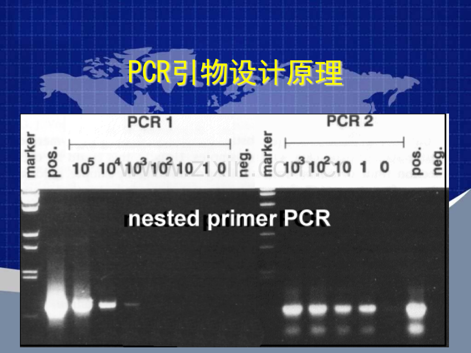 引物设计原理.pptx_第1页