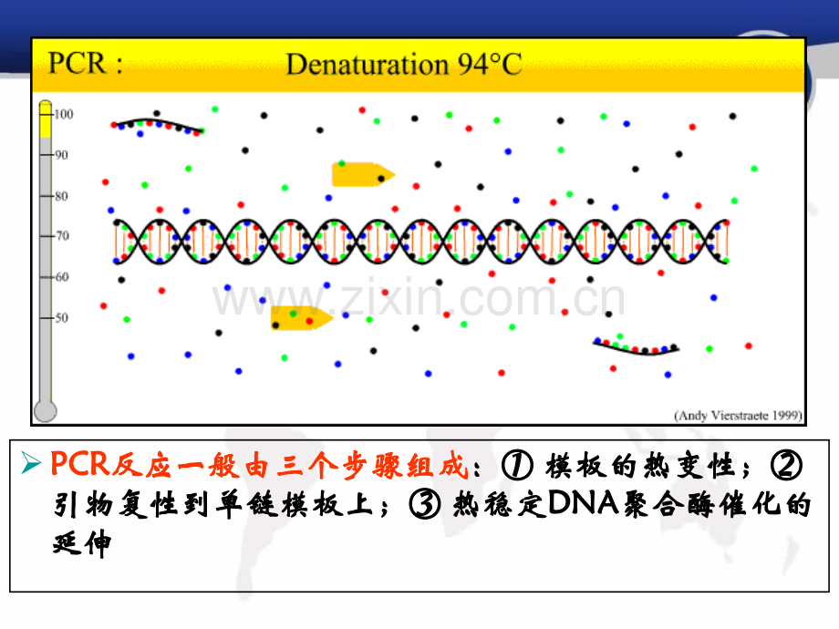 引物设计原理.pptx_第2页