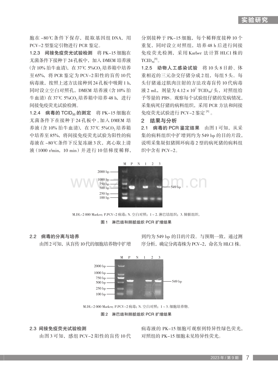 猪圆环病毒2型分离鉴定与致病性研究.pdf_第2页