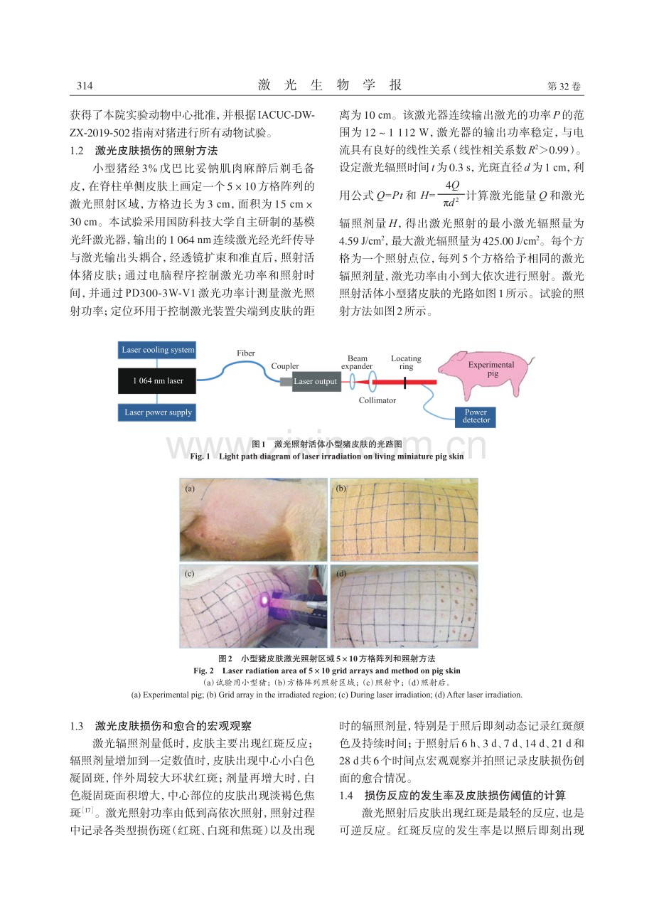 1064nm激光致小型猪皮肤损伤效应及其修复的研究.pdf_第3页