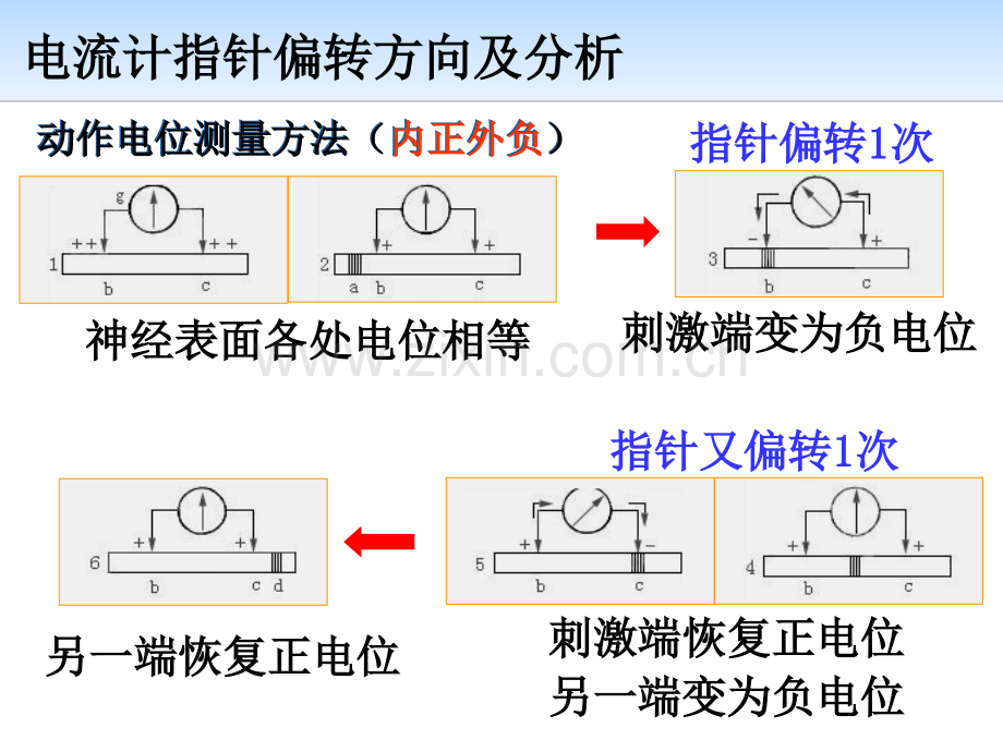 通过神经系统调节.pptx_第3页