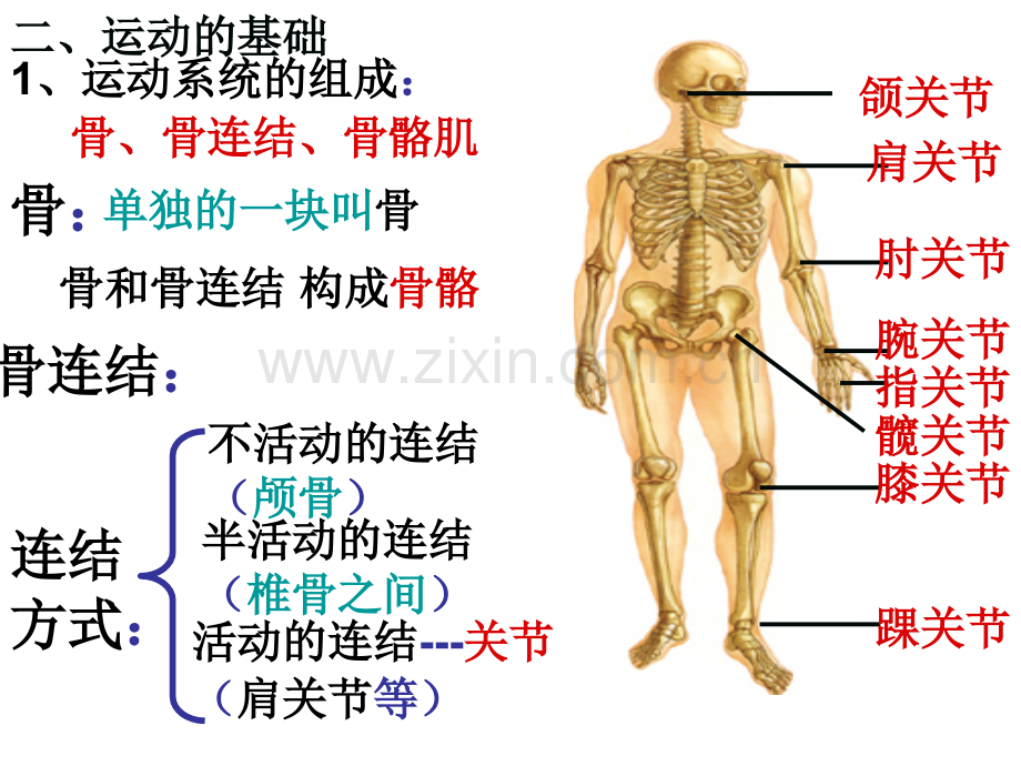 223运动概述.pptx_第2页