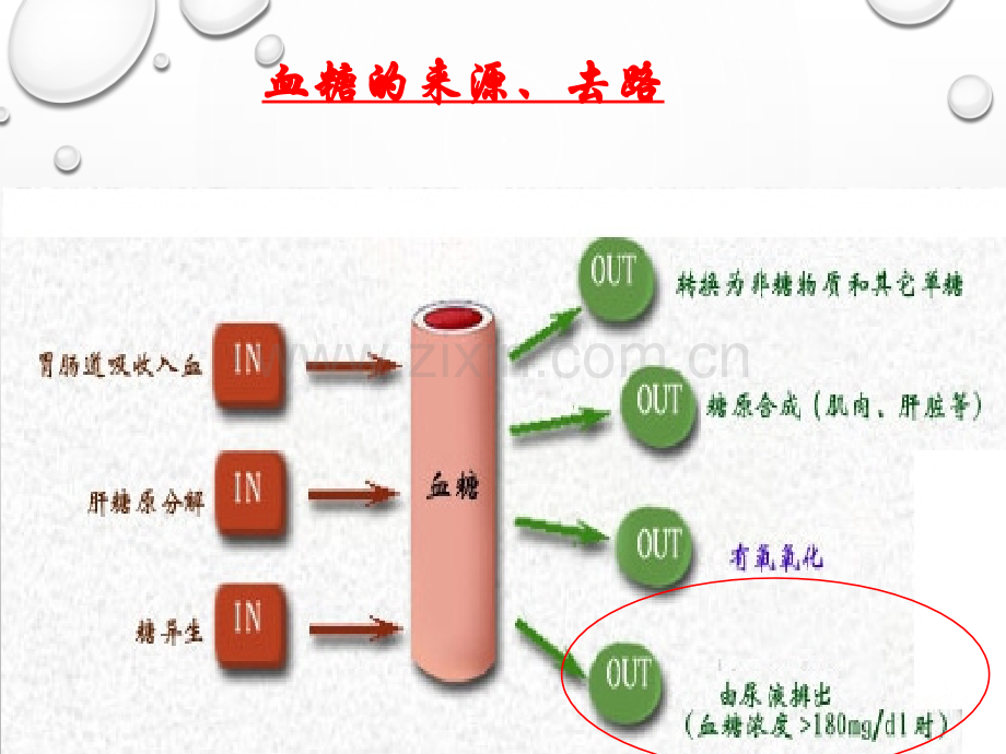 生化实验血糖的测定三组.pptx_第3页