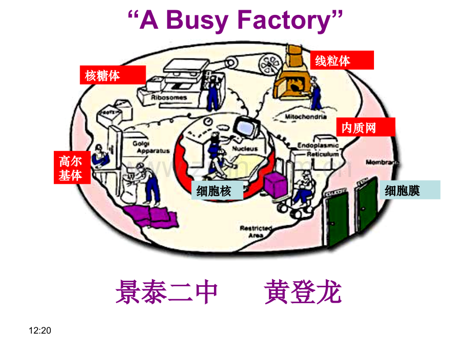 细胞器-系统内的分工合作..pptx_第1页