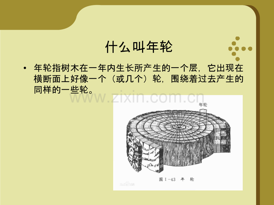 介绍树木年轮PPT.pptx_第3页