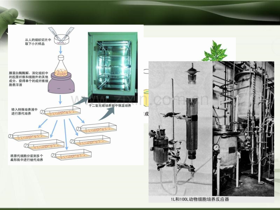 细胞工程技术概论.pptx_第3页