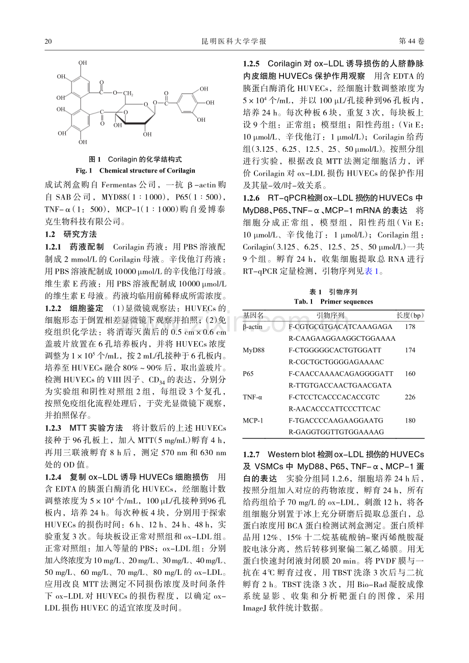 Corilagin对OX-LDL诱导的HUVECs细胞损伤的保护作用及对MyD88信号通路表达的影响.pdf_第3页