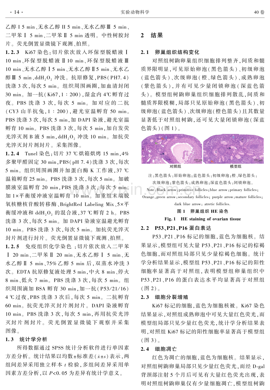 D-半乳糖诱导青年树鼩卵巢衰老.pdf_第3页