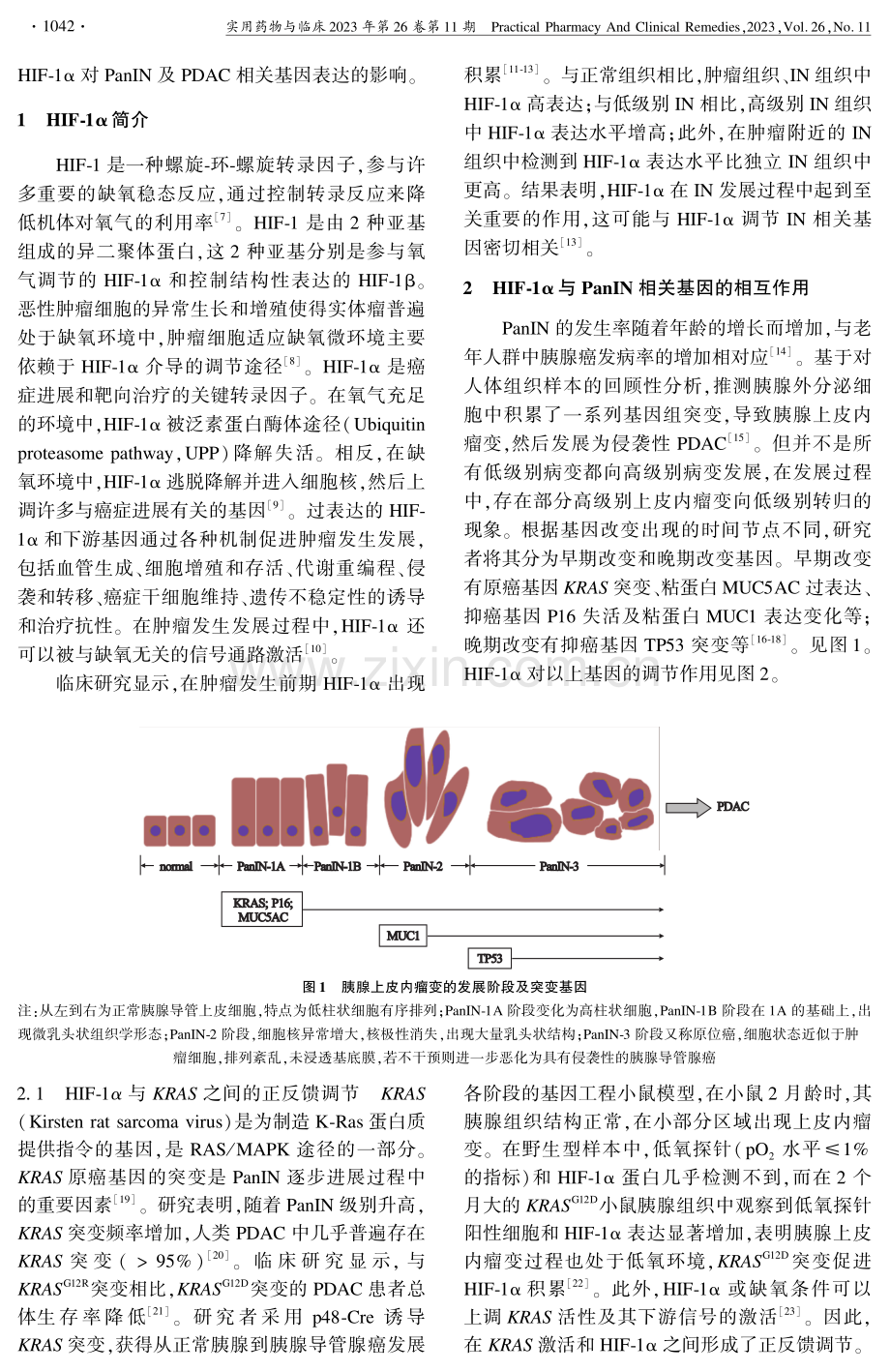 HIF-1α在胰腺导管腺癌发生发展中作用的研究进展.pdf_第2页